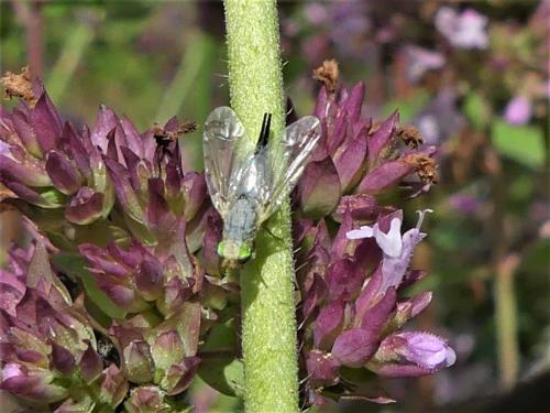 Réf. 328 071 : Acanthiophilus helianthi